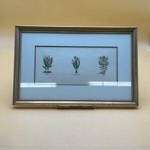 Botanical gardening flower art professionally matted and framed. Sapnaria, green
